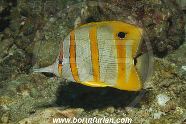 Phi Phi, Thailand, Indian Ocean, Chelmon rostratus, Chelmon, Chaetodontidae, Copperband butterflyfish, Butterflyfish, Fish