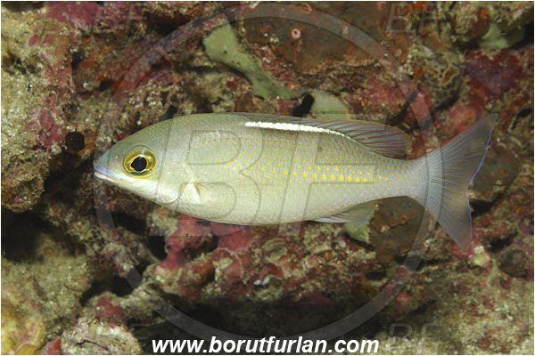 Phi Phi, Thailand, Indian Ocean, Scolopsis ciliata, Scolopsis, Nemipteridae, Saw-Jawed Monocle Bream, Bream, Fish