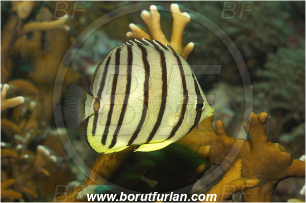 Phi Phi, Thailand, Indian Ocean, Chaetodon octofasciatus, Chaetodon, Chaetodontidae, Eightband Butterflyfish, Butterflyfish, Fish