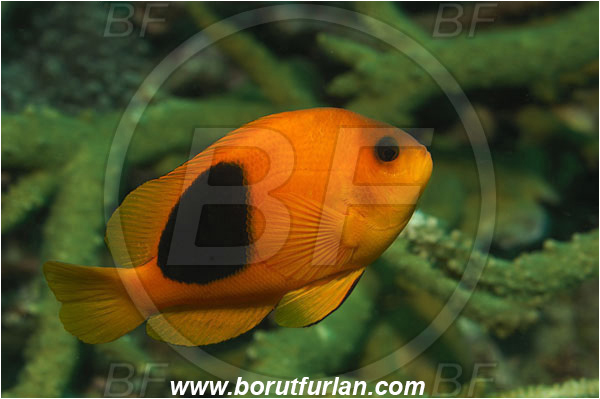 Phi Phi, Thailand, Indian Ocean, Amphiprion ephippium, Amphiprion, Pomacentridae, Red Saddleback Clownfish, Anemonefish, Clownfish, Fish