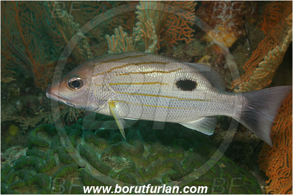 Phuket, Thailand, Indian Ocean, Lutjanus russellii, Lutjanus, Lutjanidae, Russell