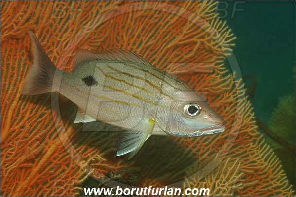 Phuket, Thailand, Indian Ocean, Lutjanus russellii, Lutjanus, Lutjanidae, Russell