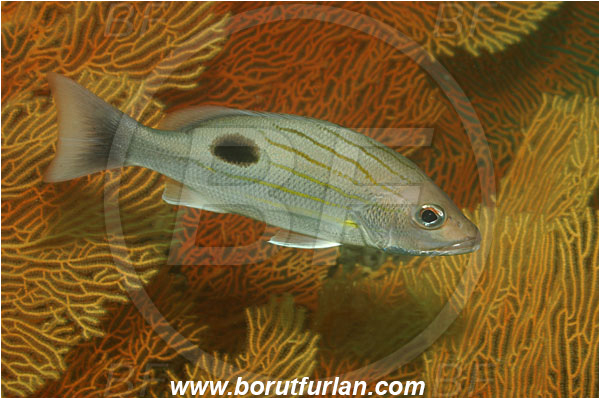Phuket, Thailand, Indian Ocean, Lutjanus russellii, Lutjanus, Lutjanidae, Russell