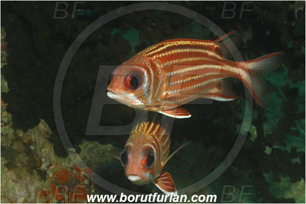 Fish, Holocentridae, Indian Ocean, Phuket, Sargocentron, Sargocentron rubrum, Red squirrelfish, Squirrelfish, Thailand, Whitetail Squirrelfish
