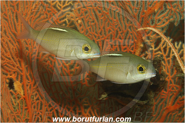 Phuket, Thailand, Indian Ocean, Scolopsis ciliata, Scolopsis, Nemipteridae, Saw-Jawed Monocle Bream, Bream, Fish