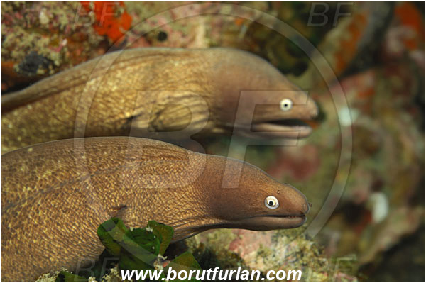 Phuket, Thailand, Indian Ocean, Gymnothorax thyrsoideus, Gymnothorax, Muraenidae, Greyface Moray Eel, White-Eyed Moray Eel, Moray, Fish, Portrait