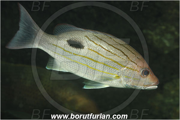 Phuket, Thailand, Indian Ocean, Lutjanus russellii, Lutjanus, Lutjanidae, Russell