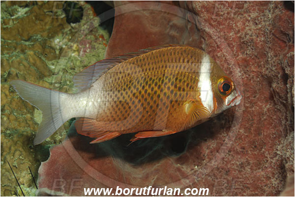 Phuket, Thailand, Indian Ocean, Scolopsis vosmeri, Scolopsis, Nemipteridae, Whitecheek Monocle Bream, Bream, Fish
