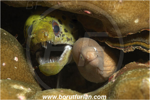 Phuket, Thailand, Indian Ocean, Gymnothorax thyrsoideus, Gymnothorax, Muraenidae, Greyface Moray Eel, White-Eyed Moray Eel, Gymnothorax fimbriatus, Fimbriated moray, Moray, Fish, Portrait