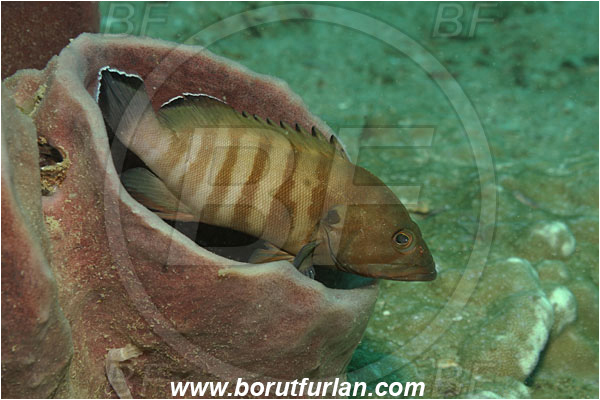 Phuket, Thailand, Indian Ocean, Cephalopholis boenak, Cephalopholis, Serranidae, Brownbarred Rockcod, Grouper, Fish