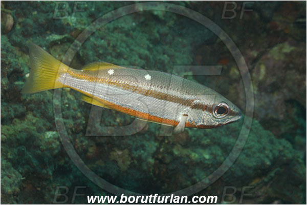 Phuket, Thailand, Indian Ocean, Lutjanus biguttatus, Lutjanus, Lutjanidae, Two-spot banded snapper, Snapper, Fish