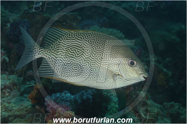 Phuket, Thailand, Indian Ocean, Siganus vermiculatus, Siganus, Siganidae, Spinefoot, Vermiculated Spinefoot, Vermiculated Rabbitfish, Rabbitfish, Fish