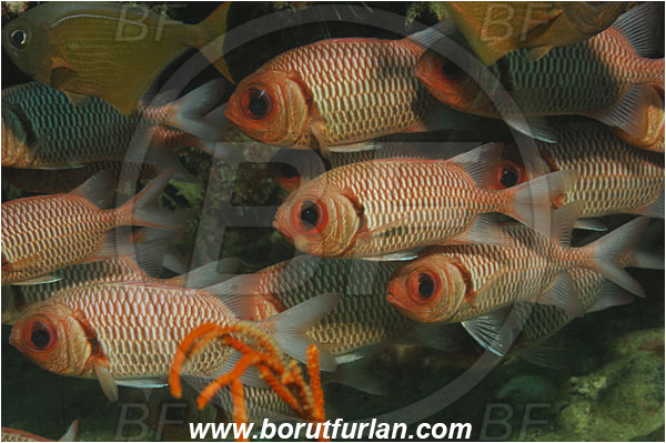 Phuket, Thailand, Indian Ocean, Myripristis hexagona, Myripristis, Holocentridae, Doubletooth Soldierfish, Soldierfish, Fish, Fish school