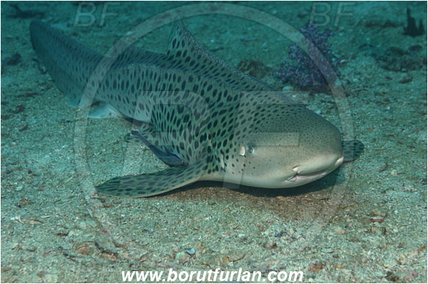 Phuket, Thailand, Indian Ocean, Stegostoma fasciatum, Stegostoma, Stegostomatidae, Elasmobranchii, Zebra shark, Shark, Fish