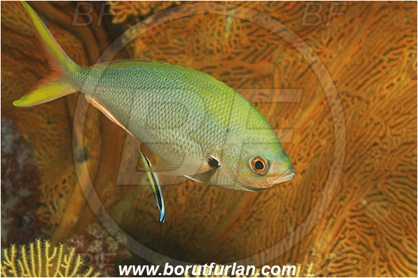 Phuket, Thailand, Indian Ocean, Caesio xanthonotus, Caesio, Caesionidae, Yellowback Fusilier, Fusilier, Fish, Labroides dimidiatus, Labroides, Labridae, Bluestreak cleaner wrasse, Common cleaner wrasse, Cleaner wrasse, Wrasse, Cleaning