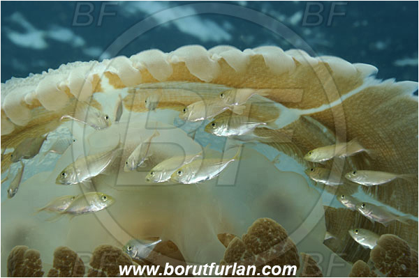 Phuket, Thailand, Indian Ocean, Carangidae, Trevally, Fish, Juvenile, Unidentified, Jellyfish, Scyphozoa