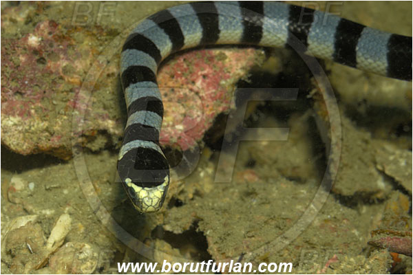 Phuket, Thailand, Indian Ocean, Laticauda colubrina, Laticauda, Elapidae, Reptilia, Reptilian, Banded Sea Snake, Banded sea krait, Snake