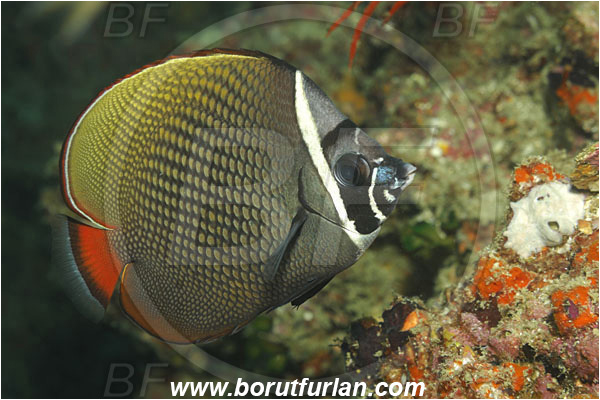 Phuket, Thailand, Indian Ocean, Chaetodon collare, Chaetodon, Chaetodontidae, Redtail Butterflyfish, Butterflyfish, Fish