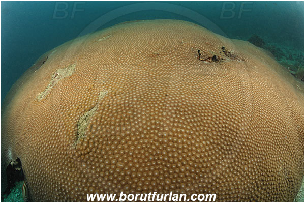 Phuket, Thailand, Indian Ocean, Diploastrea heliopora, Diploastrea, Diploastreidae, Honeycomb coral, Coral, Anthozoa, Cnidaria, Cnidarian, Reef