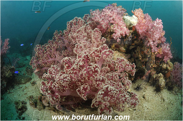 Phuket, Thailand, Indian Ocean, Dendronephthya sp., Dendronephthya, Nephtheidae, Soft coral, Coral, Anthozoa, Cnidaria, Cnidarian, Reef