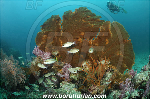 Phuket, Thailand, Indian Ocean, Annella mollis, Annella, Subergorgiidae, Gorgonian Sea Fan, Giant Sea Fan, Gorgonia, Sea fan, Coral, Cnidaria, Cnidarian, Scolopsis ciliata, Scolopsis, Nemipteridae, Saw-Jawed Monocle Bream, Bream, Fish, Fish school, Reef, Diver