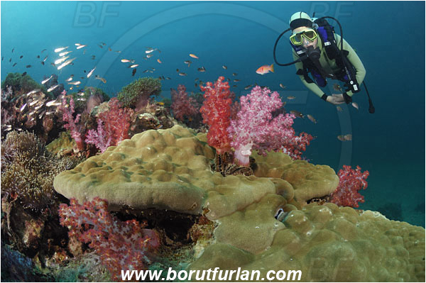 Phuket, Thailand, Indian Ocean, Porites sp., Porites, Poritidae, Hard coral, Dendronephthya sp., Dendronephthya, Nephtheidae, Soft coral, Coral, Anthozoa, Cnidaria, Cnidarian, Reef, Diver