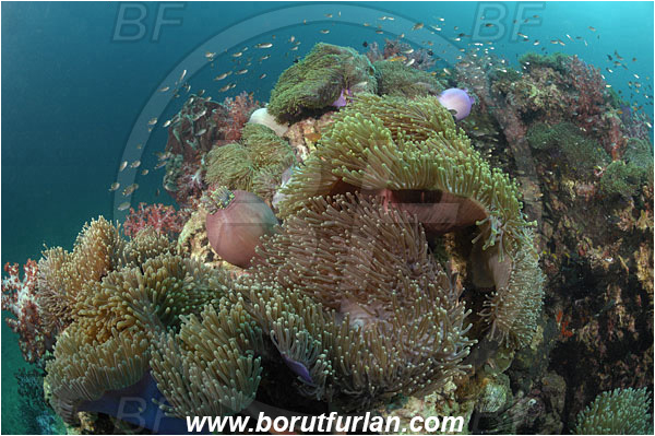 Phuket, Thailand, Indian Ocean, Heteractis magnifica, Magnificent Sea Anemone, Anemone, Anthozoa, Cnidaria, Cnidarian, Reef