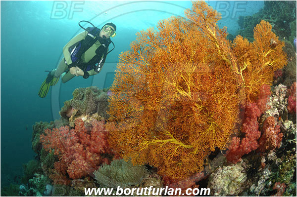 Phuket, Thailand, Indian Ocean, Dendronephthya sp., Dendronephthya, Nephtheidae, Soft coral, Heteractis magnifica, Magnificent Sea Anemone, Anemone, Melithaea sp., Melithaea, Melithaeidae, Sea fan, Coral, Anthozoa, Cnidaria, Cnidarian, Reef, Diver