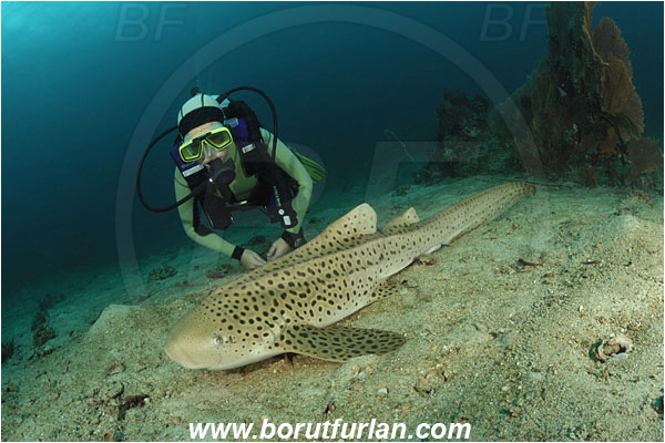 Phi Phi, Thailand, Indian Ocean, Stegostoma fasciatum, Stegostoma, Stegostomatidae, Elasmobranchii, Zebra shark, Shark, Fish, Diver