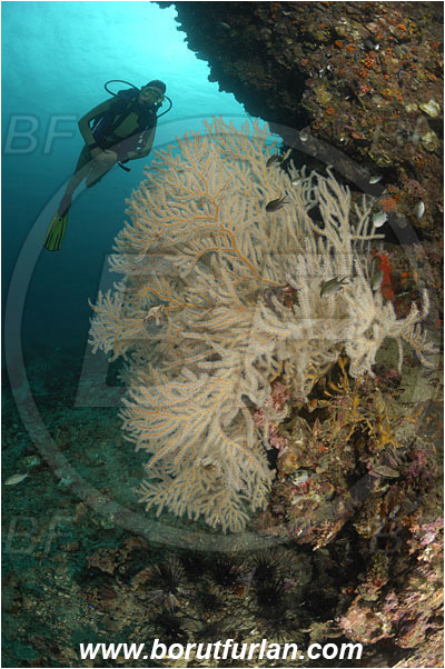 Phuket, Thailand, Indian Ocean, Melithaeidae, Sea fan, Coral, Cnidaria, Unidentified, Cnidarian, Reef, Diver