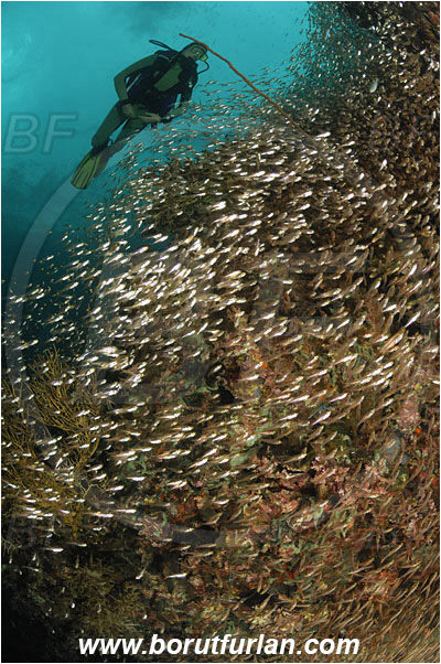 Phi Phi, Thailand, Indian Ocean, Parapriacanthus ransonneti, Parapriacanthus, Pempheridae, Glassfish, Glassy sweeper, Sweeper, Fish, Fish school, Reef, Diver