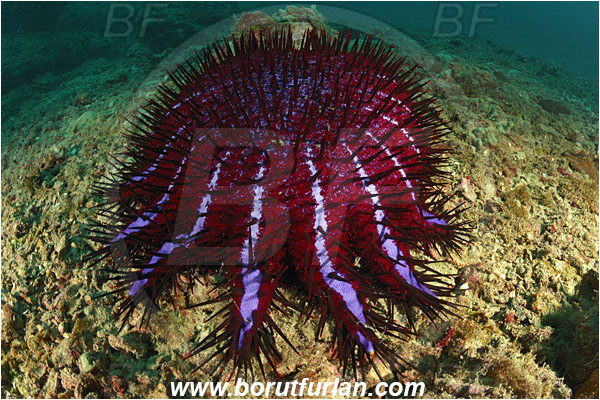 Phi Phi, Thailand, Indian Ocean, Acanthaster planci, Acanthaster, Acanthasteridae, Crown-of-thorns starfish, Starfish, Asteroidea, Echinodermata, Echinoderm, Reef