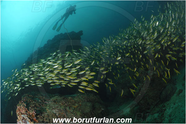 Phi Phi, Thailand, Indian Ocean, Lutjanus lutjanus, Lutjanus, Lutjanidae, Bigeye Snapper, Snapper, Fish, Fish school, Reef, Diver