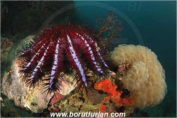 Phi Phi, Thailand, Indian Ocean, Acanthaster planci, Acanthaster, Acanthasteridae, Crown-of-thorns starfish, Starfish, Asteroidea, Echinodermata, Echinoderm, Reef, Plerogyra sinuosa, Plerogyra, Scleractinia, Bubble coral, Coral, Cnidaria, Cnidarian