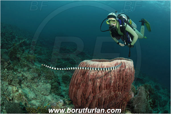 Phi Phi, Thailand, Indian Ocean, Laticauda colubrina, Laticauda, Elapidae, Reptilia, Reptilian, Banded Sea Snake, Banded sea krait, Snake, Xestospongia testudinaria, Xestospongia, Petrosiidae, Red Barrel Sponge, Sponge, Porifera, Reef, Diver