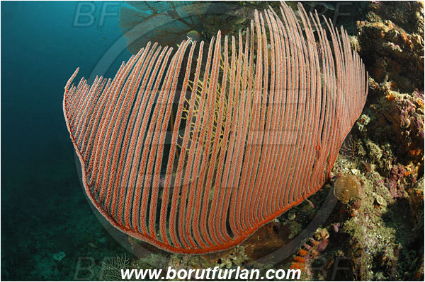 Phi Phi, Thailand, Indian Ocean, Ctenocella pectinata, Ctenocella, Ellisellidae, Cnidaria, Cnidarian, Lyre sea fan, Harp sea fan, Sea fan, Coral, Reef