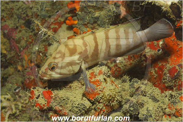 Phuket, Thailand, Indian Ocean, Cephalopholis boenak, Cephalopholis, Serranidae, Brownbarred Rockcod, Grouper, Fish