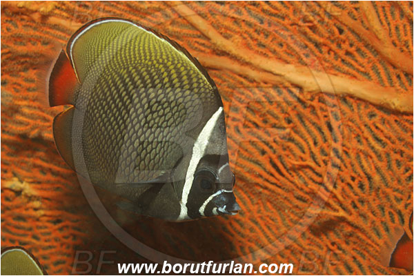Phuket, Thailand, Indian Ocean, Chaetodon collare, Chaetodon, Chaetodontidae, Redtail Butterflyfish, Butterflyfish, Fish
