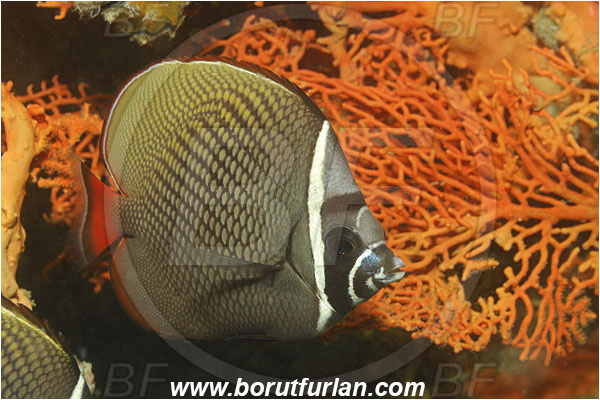 Phuket, Thailand, Indian Ocean, Chaetodon collare, Chaetodon, Chaetodontidae, Redtail Butterflyfish, Butterflyfish, Fish