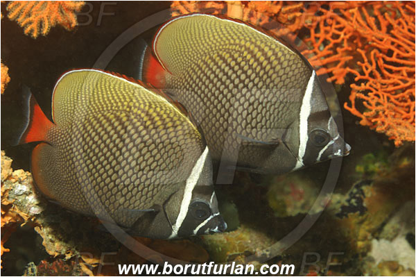 Phuket, Thailand, Indian Ocean, Chaetodon collare, Chaetodon, Chaetodontidae, Redtail Butterflyfish, Butterflyfish, Fish
