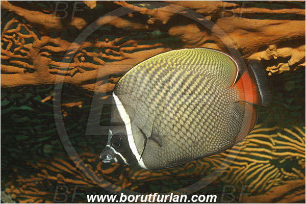 Phuket, Thailand, Indian Ocean, Chaetodon collare, Chaetodon, Chaetodontidae, Redtail Butterflyfish, Butterflyfish, Fish