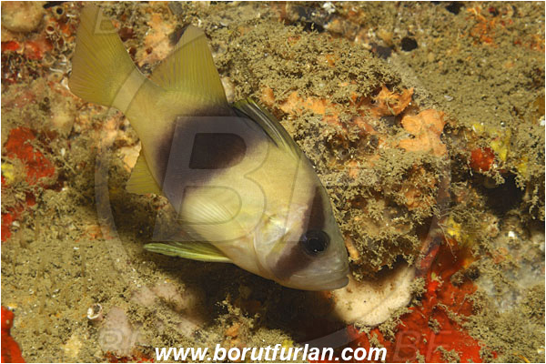 Phuket, Thailand, Indian Ocean, Diploprion bifasciatum, Diploprion, Serranidae, Barred Soapfish, Soapfish, Fish