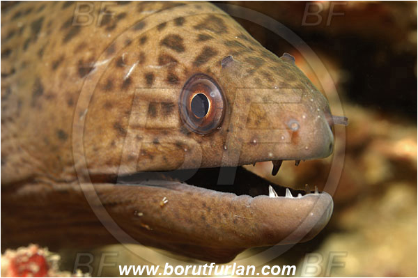Phuket, Thailand, Indian Ocean, Gymnothorax sp., Gymnothorax, Muraenidae, Moray Eel, Moray, Fish, Portrait