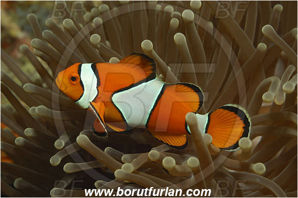 Phuket, Thailand, Indian Ocean, Amphiprion percula, Amphiprion, Pomacentridae, Orange Clownfish, Orange Anemonefish, Anemonefish, Clownfish, Fish