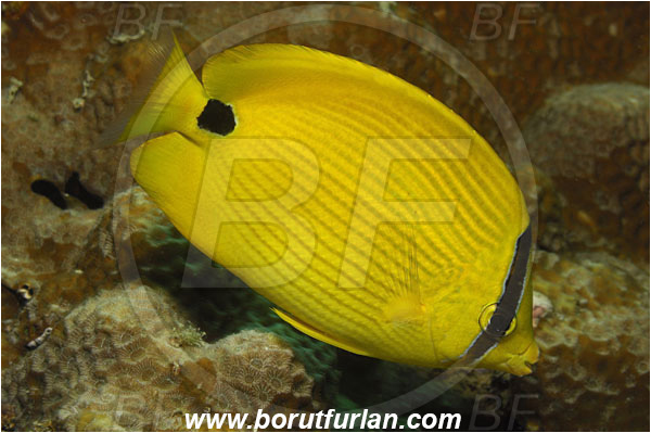 Phuket, Thailand, Indian Ocean, Chaetodon andamanensis, Chaetodon, Chaetodontidae, Andaman Butterflyfish, Butterflyfish, Fish