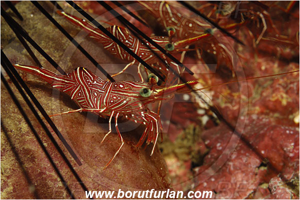 Phuket, Thailand, Indian Ocean, Rhynchocinetes durbanensis, Rhynchocinetes, Rhynchocinetidae, Decapoda, Crustacea, Crustacean, Durban Dancing Shrimp, Shrimp