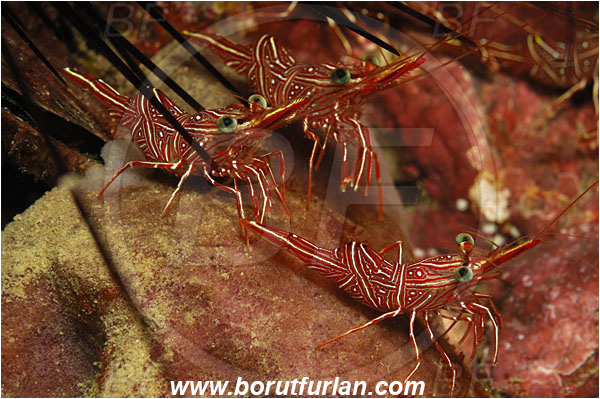 Phuket, Thailand, Indian Ocean, Rhynchocinetes durbanensis, Rhynchocinetes, Rhynchocinetidae, Decapoda, Crustacea, Crustacean, Durban Dancing Shrimp, Shrimp