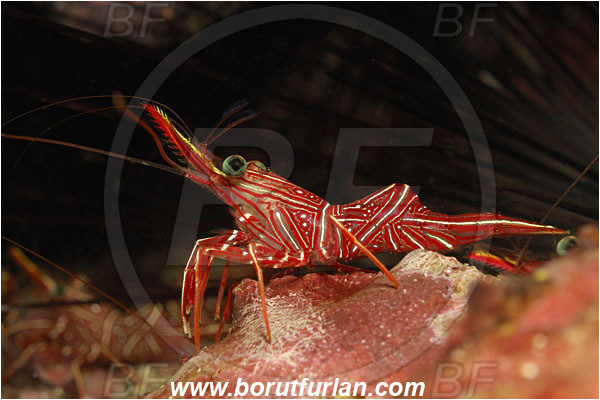 Phuket, Thailand, Indian Ocean, Rhynchocinetes durbanensis, Rhynchocinetes, Rhynchocinetidae, Decapoda, Crustacea, Crustacean, Durban Dancing Shrimp, Shrimp