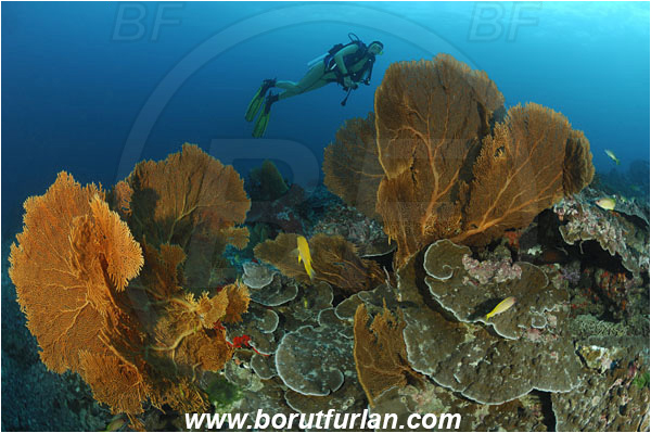 Similan islands, Thailand, Indian Ocean, Annella mollis, Annella, Subergorgiidae, Gorgonian Sea Fan, Giant Sea Fan, Gorgonia, Sea fan, Coral, Cnidaria, Cnidarian, Reef, Diver