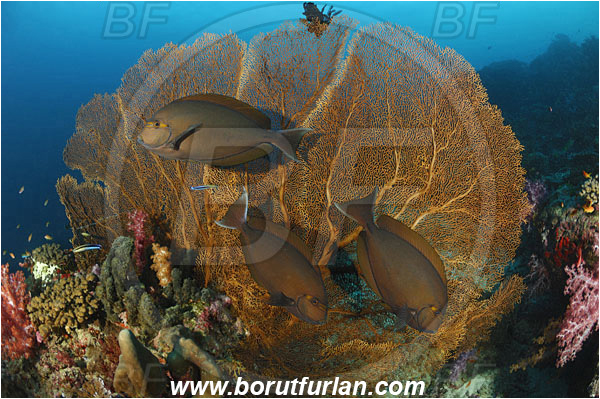 Similan islands, Thailand, Indian Ocean, Acanthurus xanthopterus, Acanthurus, Acanthuridae, Yellowfin surgeonfish, Surgeonfish, Fish, Annella mollis, Annella, Subergorgiidae, Gorgonian Sea Fan, Giant Sea Fan, Gorgonia, Sea fan, Coral, Cnidaria, Cnidarian, Reef